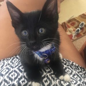 Meet your Posher, Soribel